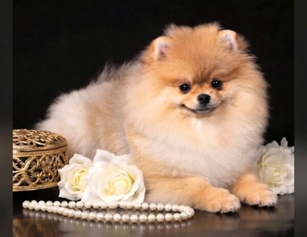 Santa Pomeranian Santa Pomeranian