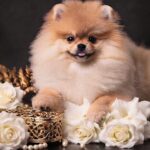 Santa-female-Pomeranian puppy-for-sale-4