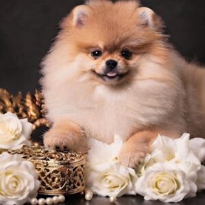 Santa Pomeranian Santa Pomeranian