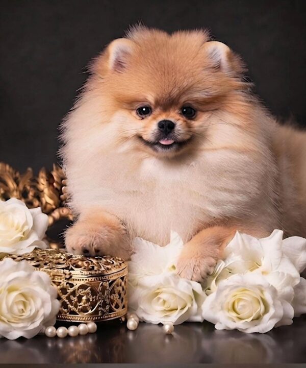 Santa Pomeranian Santa Pomeranian