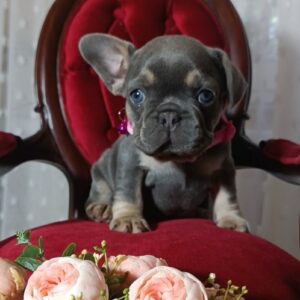 Selena French Bulldog Selena French Bulldog