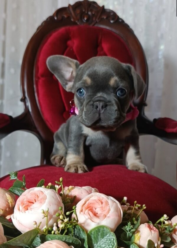 Selena French Bulldog Selena French Bulldog