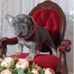 Selena-female-french-bulldog-puppy-for-sale-1 (2)