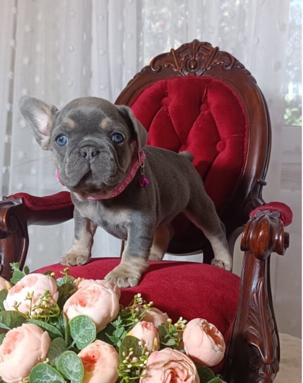 Selena French Bulldog Selena French Bulldog