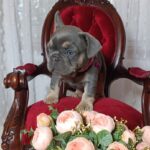 Selena-female-french-bulldog-puppy-for-sale-1 (3)