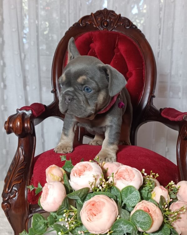 Selena French Bulldog Selena French Bulldog