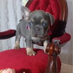 Selena-female-french-bulldog-puppy-for-sale-1 (4)