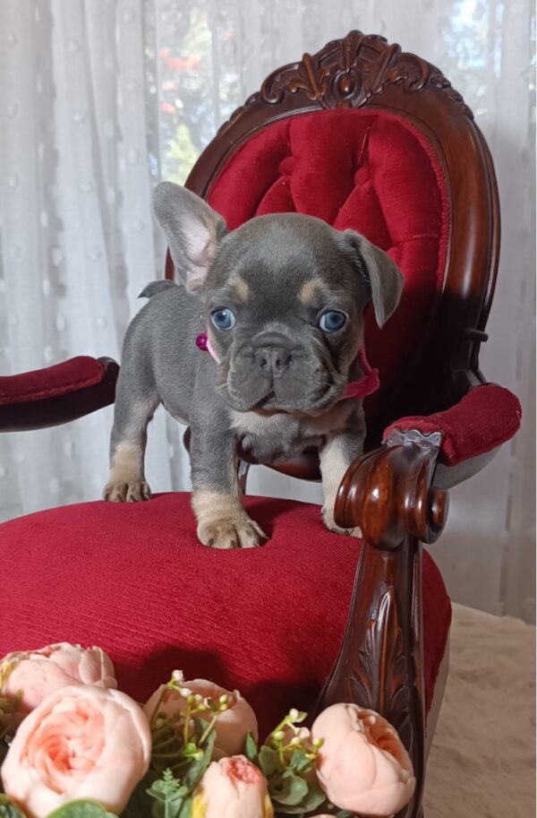 Selena French Bulldog Selena French Bulldog