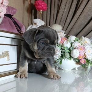 Selena French Bulldog Selena French Bulldog