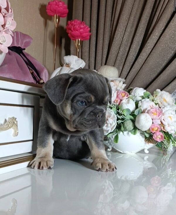 Selena French Bulldog Selena French Bulldog