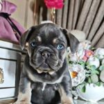 Selena-male-french-bulldog-puppy-for-sale-1 (2)