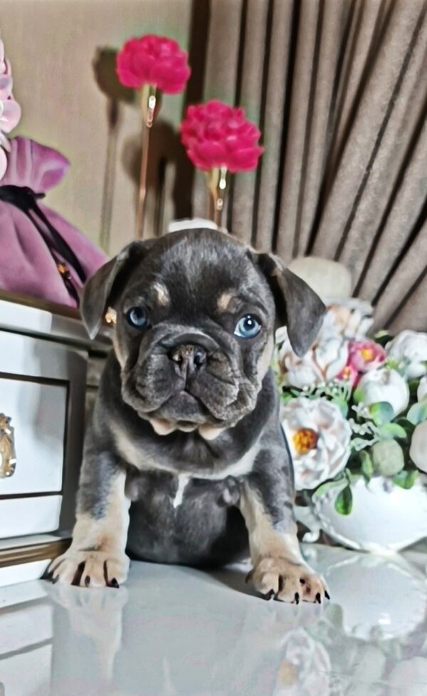 Selena French Bulldog Selena French Bulldog