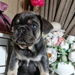 Selena-male-french-bulldog-puppy-for-sale-1 (3)