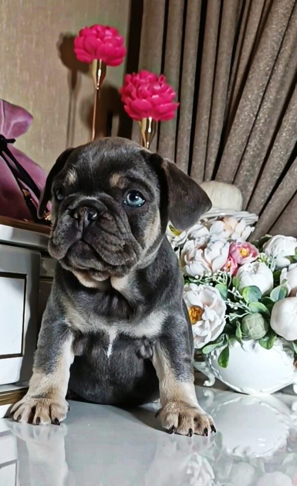 Selena French Bulldog Selena French Bulldog