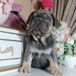 Selena-male-french-bulldog-puppy-for-sale-1 (4)