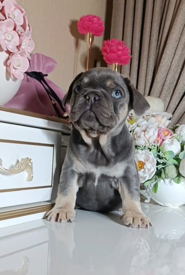 Selena French Bulldog Selena French Bulldog