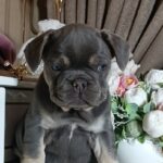 Selena-male-french-bulldog-puppy-for-sale-1 (5)