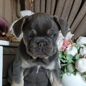 Selena French Bulldog Selena French Bulldog