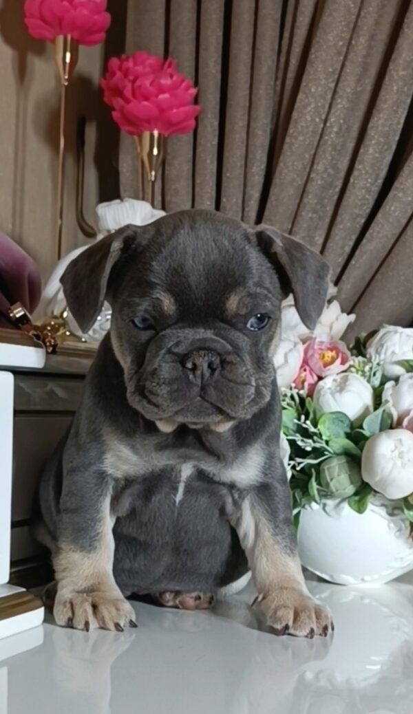 Selena French Bulldog Selena French Bulldog