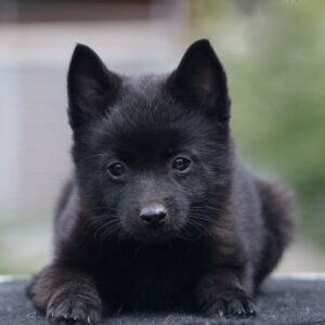 Selene Schipperke Selene Schipperke