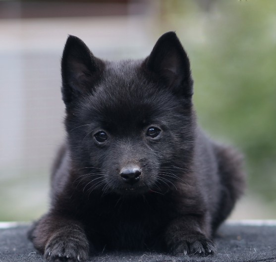 Selene Schipperke Selene Schipperke