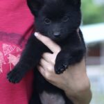 Selene-femele-Schipperke-puppy-for-sale-2