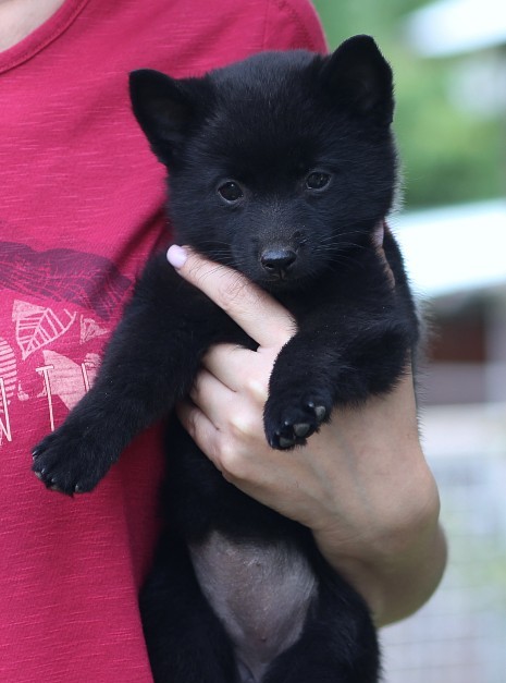 Selene Schipperke Selene Schipperke