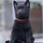 Selene-femele-Schipperke-puppy-for-sale-3