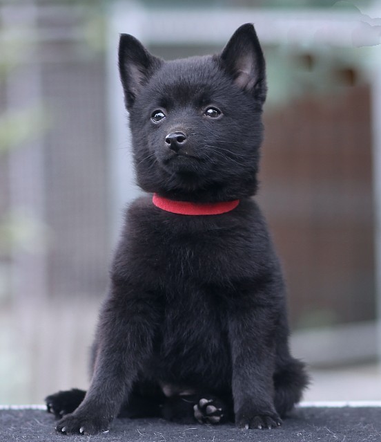 Selene Schipperke Selene Schipperke