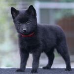 Selene-femele-Schipperke-puppy-for-sale-4