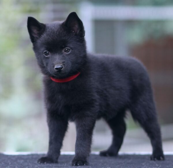 Selene Schipperke Selene Schipperke