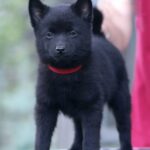 Selene-femele-Schipperke-puppy-for-sale-5