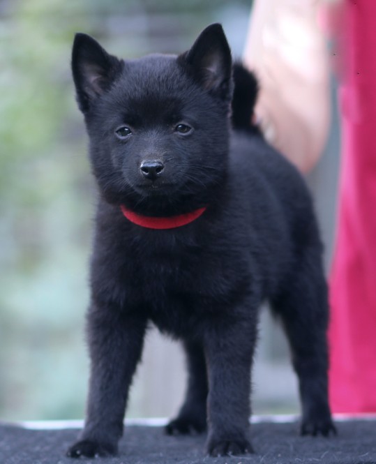 Selene Schipperke Selene Schipperke