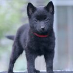 Selene-femele-Schipperke-puppy-for-sale-6