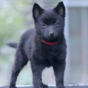 Selene Schipperke Selene Schipperke