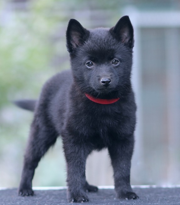 Selene Schipperke Selene Schipperke