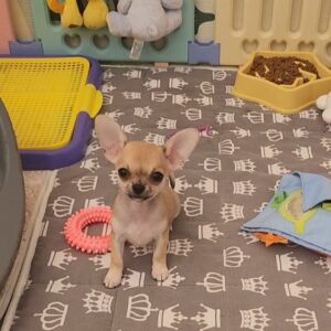 Seppi Chihuahua Seppi Chihuahua