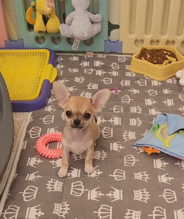 Seppi Chihuahua Seppi Chihuahua
