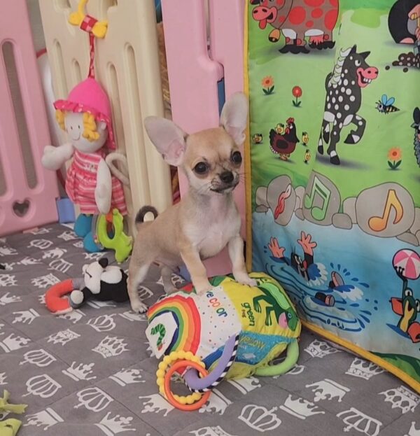 Seppi Chihuahua Seppi Chihuahua