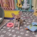 Seppi-male-chihuahua-puppy-for-sale-1 (4)