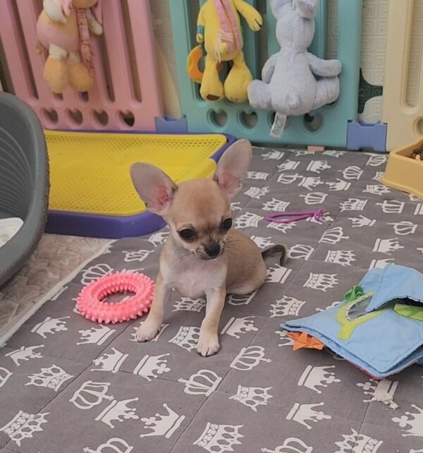 Seppi Chihuahua Seppi Chihuahua