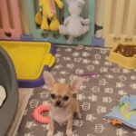 Seppi-male-chihuahua-puppy-for-sale-1 (5)