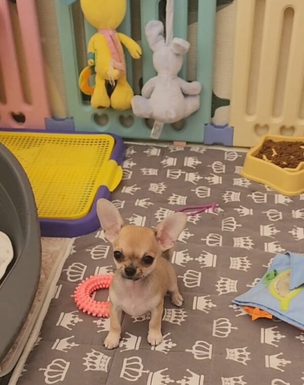 Seppi Chihuahua Seppi Chihuahua