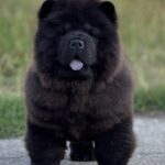 Shadow-male-Chow-puppy-for sale-1