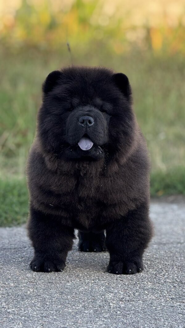 Shadow Chow-Chow Shadow Chow-Chow