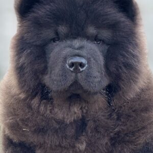 Shadow Chow-Chow Shadow Chow-Chow