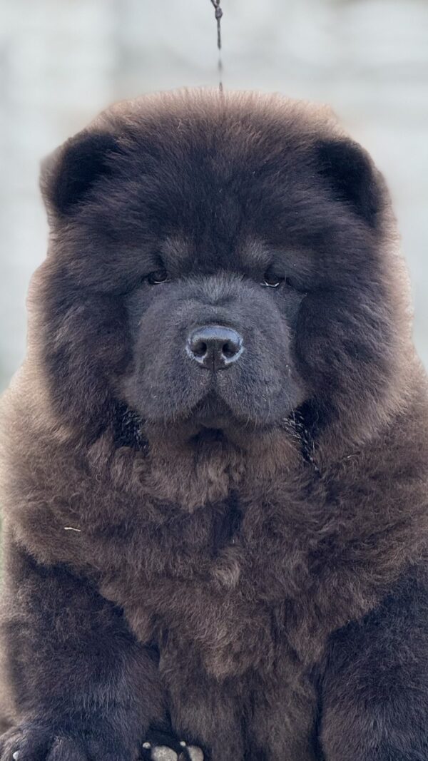 Shadow Chow-Chow Shadow Chow-Chow