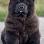 Shadow-male-Chow-puppy-for sale-3