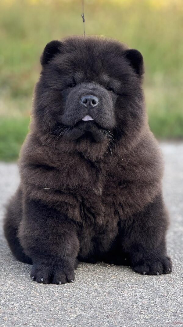 Shadow Chow-Chow Shadow Chow-Chow