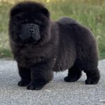 Shadow-male-Chow-puppy-for sale-4